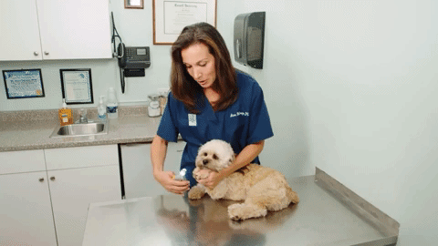 Dog Nail Clippers with Sensor Safety Feature