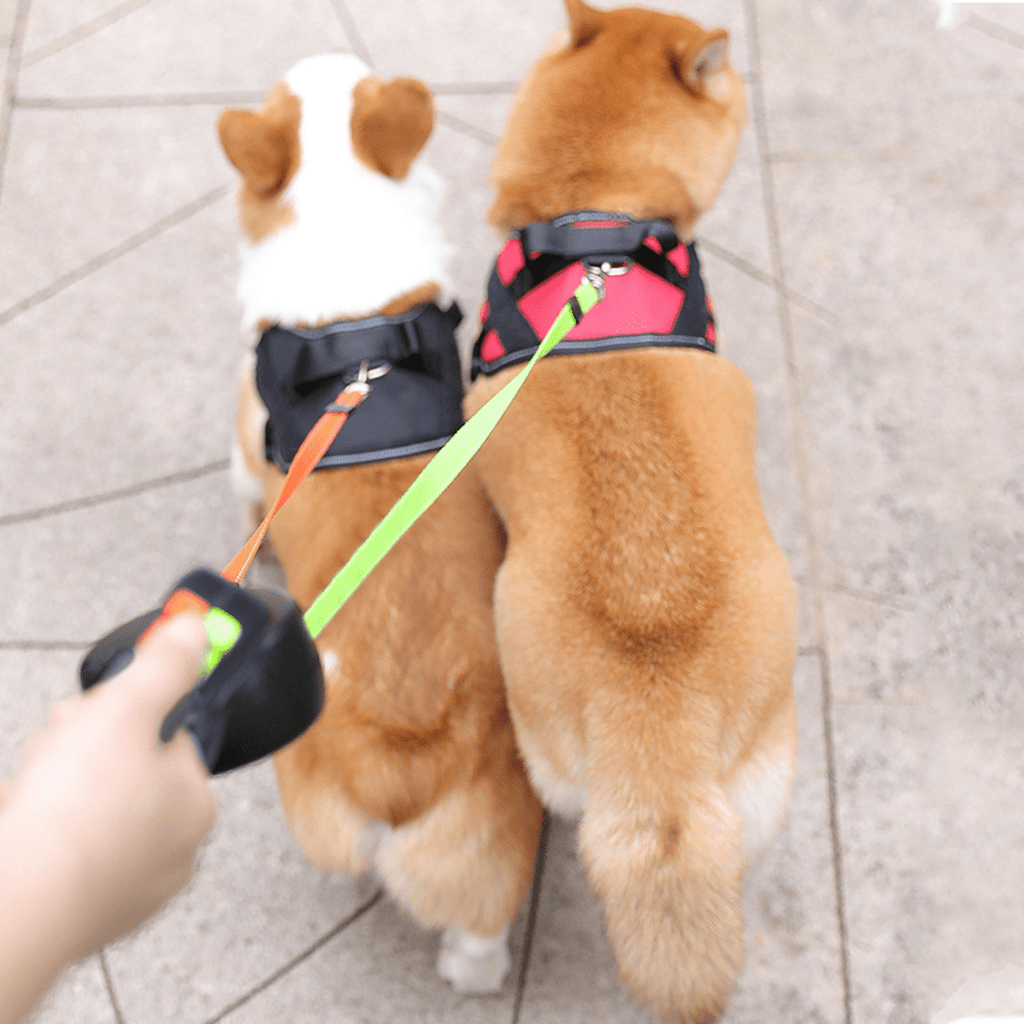 Double Dog Leash with LED Light Attachment